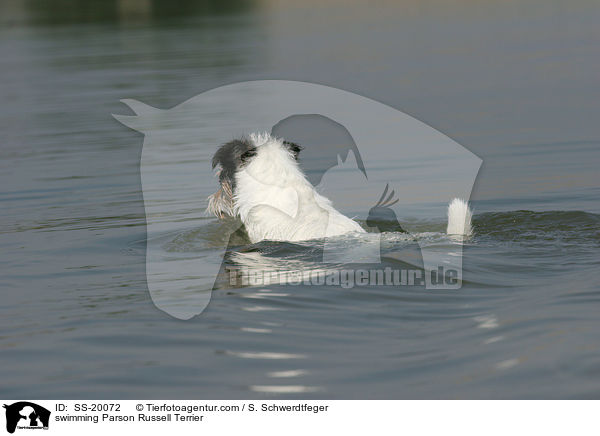 swimming Parson Russell Terrier / SS-20072