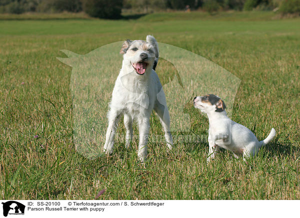 Parson Russell Terrier with puppy / SS-20100