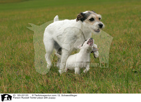 Parson Russell Terrier plays with puppy / SS-20120