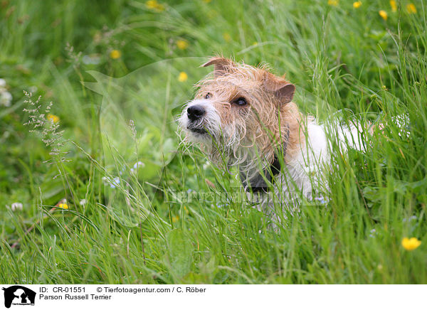 Parson Russell Terrier / CR-01551