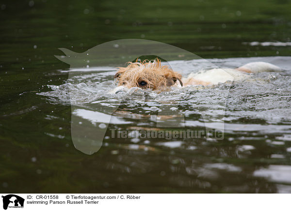 swimming Parson Russell Terrier / CR-01558