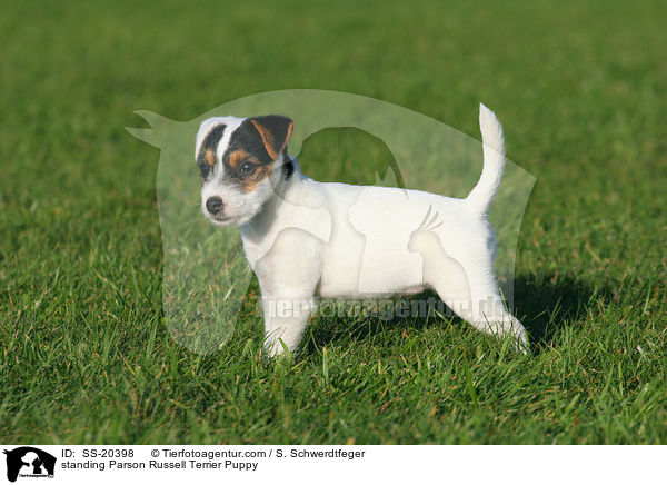 standing Parson Russell Terrier Puppy / SS-20398