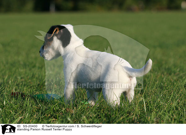 standing Parson Russell Terrier Puppy / SS-20400