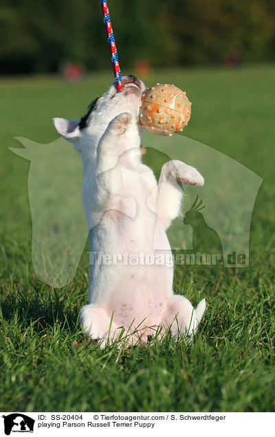 Parson Russell Terrier Welpe / Parson Russell Terrier Puppy / SS-20404
