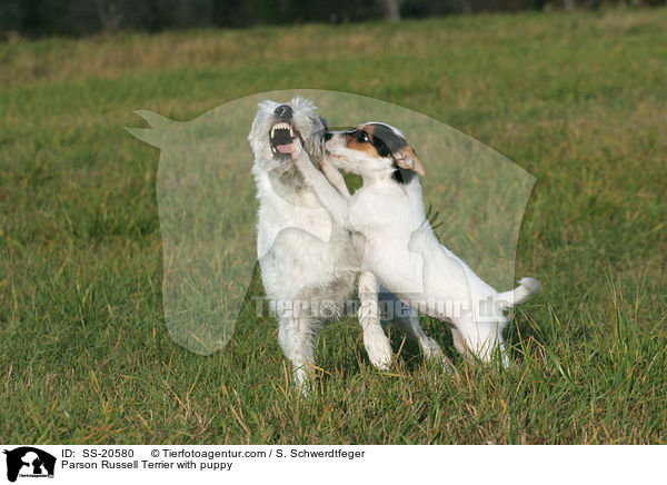 Parson Russell Terrier with puppy / SS-20580