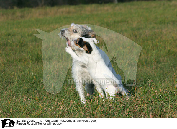 Parson Russell Terrier with puppy / SS-20582
