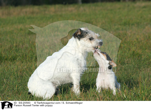 Parson Russell Terrier with puppy / SS-20583