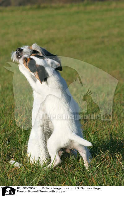 Parson Russell Terrier with puppy / SS-20595