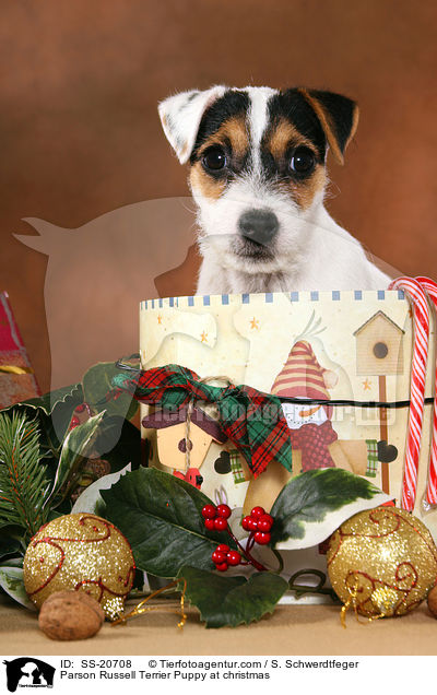 Parson Russell Terrier Welpe zu Weihnachten / Parson Russell Terrier Puppy at christmas / SS-20708