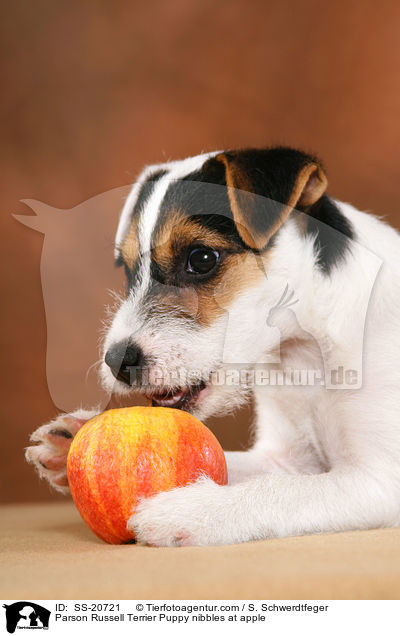 Parson Russell Terrier Puppy nibbles at apple / SS-20721