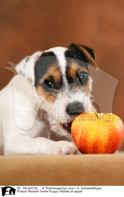 Parson Russell Terrier Puppy nibbles at apple / SS-20728