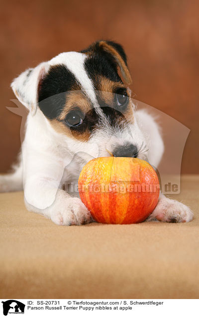 Parson Russell Terrier Puppy nibbles at apple / SS-20731