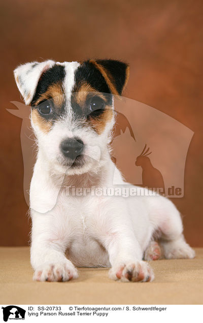 lying Parson Russell Terrier Puppy / SS-20733