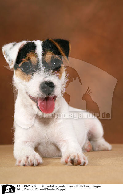 lying Parson Russell Terrier Puppy / SS-20736