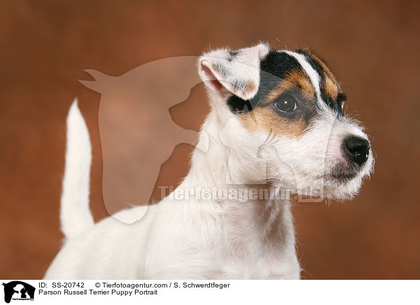 Parson Russell Terrier Puppy Portrait / SS-20742