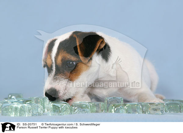 Parson Russell Terrier Puppy with icecubes / SS-20751