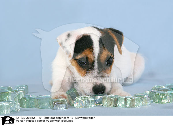 Parson Russell Terrier Puppy with icecubes / SS-20752