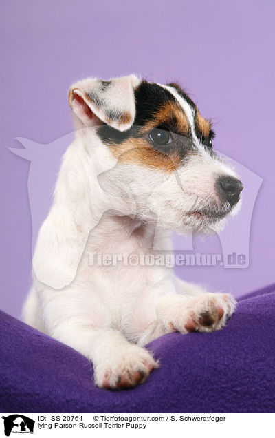 lying Parson Russell Terrier Puppy / SS-20764