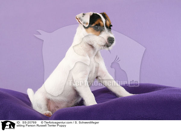 sitting Parson Russell Terrier Puppy / SS-20769