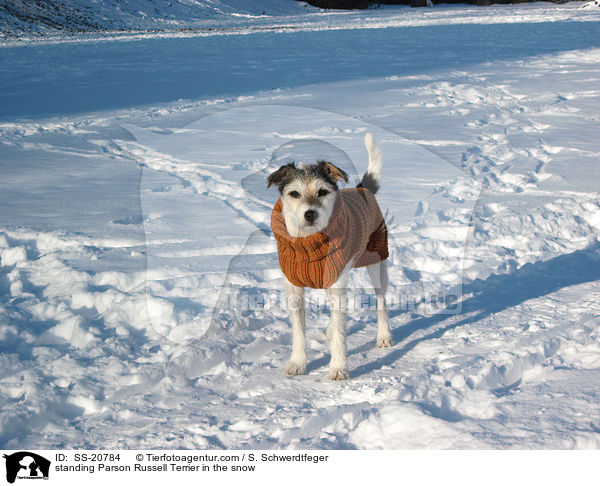 stehender Parson Russell Terrier im Schnee / standing Parson Russell Terrier in the snow / SS-20784