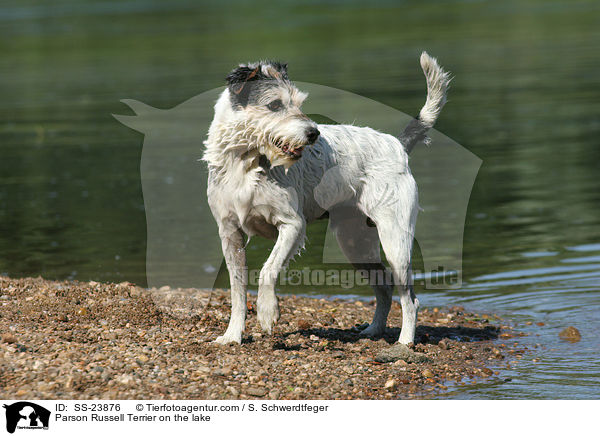 Parson Russell Terrier on the lake / SS-23876