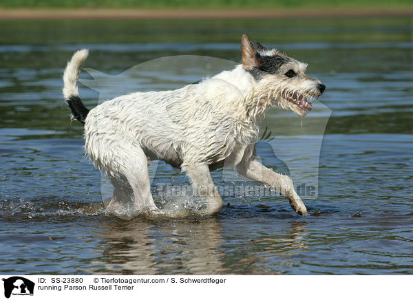running Parson Russell Terrier / SS-23880