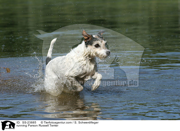 running Parson Russell Terrier / SS-23885