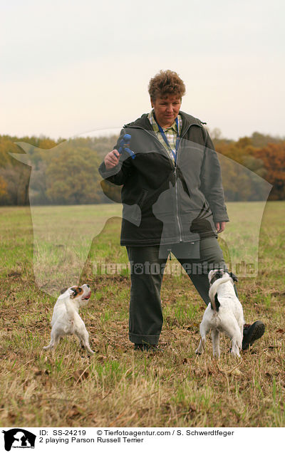2 playing Parson Russell Terrier / SS-24219