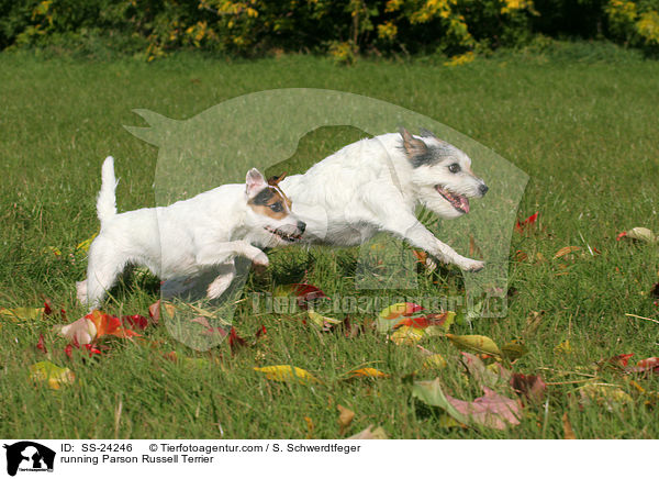 running Parson Russell Terrier / SS-24246