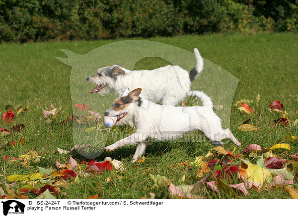 playing Parson Russell Terrier / SS-24247