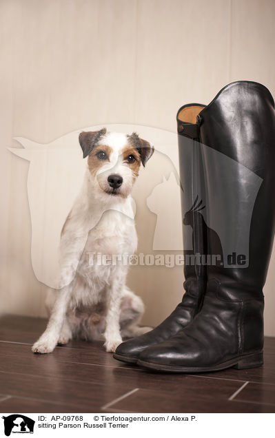 sitzender Parson Russell Terrier / sitting Parson Russell Terrier / AP-09768