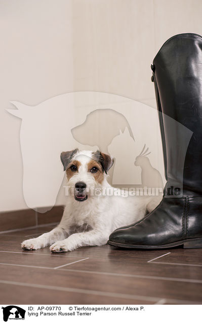 liegender Parson Russell Terrier / lying Parson Russell Terrier / AP-09770