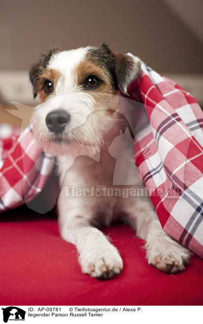 liegender Parson Russell Terrier / lying Parson Russell Terrier / AP-09781