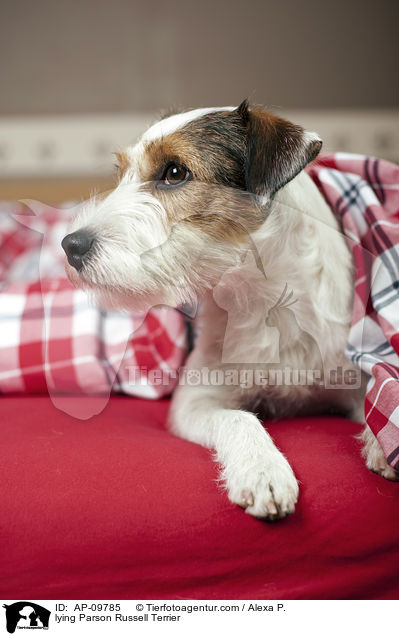 liegender Parson Russell Terrier / lying Parson Russell Terrier / AP-09785