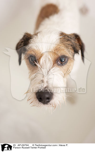 Parson Russell Terrier Portrait / Parson Russell Terrier Portrait / AP-09794