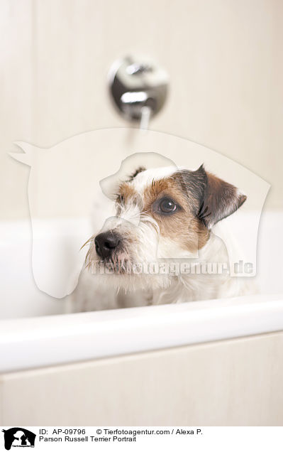 Parson Russell Terrier Portrait / Parson Russell Terrier Portrait / AP-09796