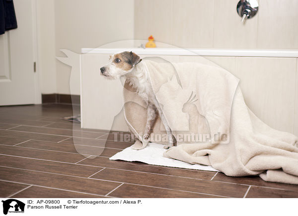 Parson Russell Terrier / AP-09800