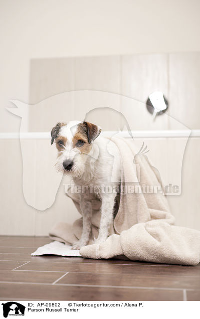 Parson Russell Terrier / AP-09802