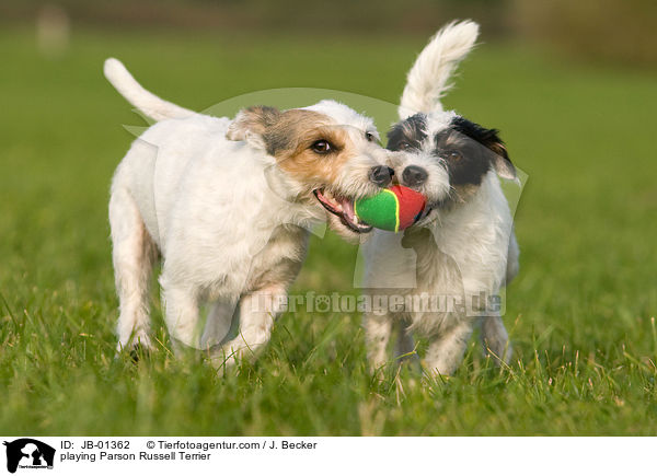 playing Parson Russell Terrier / JB-01362