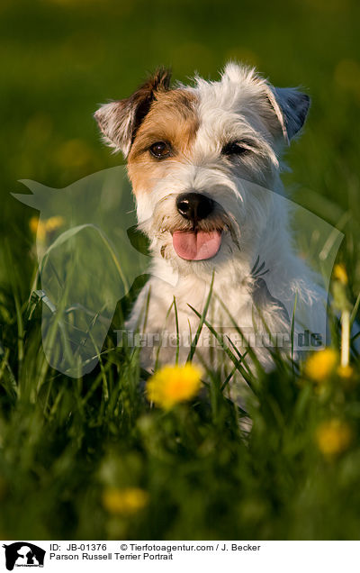 Parson Russell Terrier Portrait / JB-01376