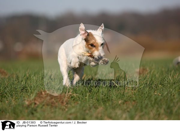playing Parson Russell Terrier / JB-01383