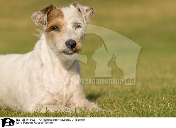 lying Parson Russell Terrier / JB-01392