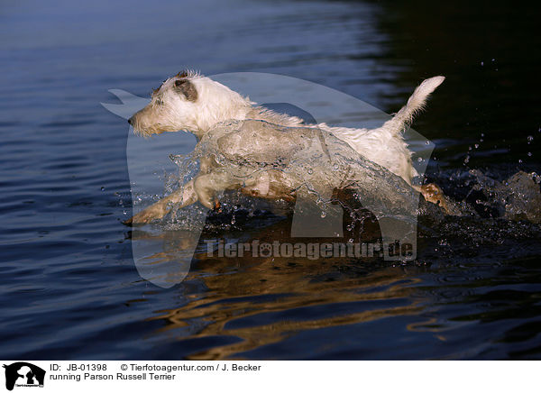 running Parson Russell Terrier / JB-01398