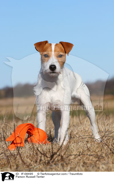 Parson Russell Terrier / IF-08495
