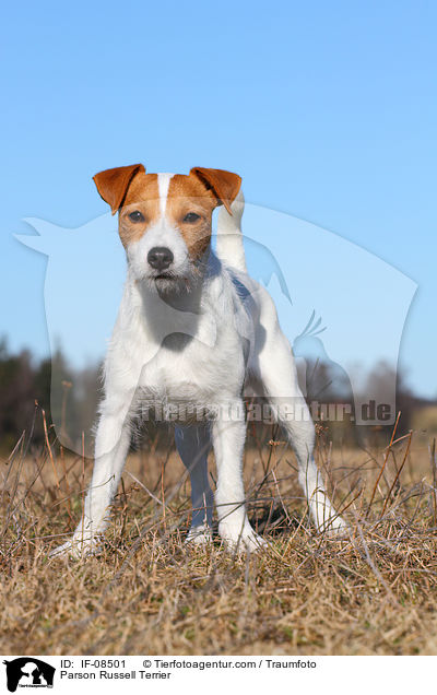 Parson Russell Terrier / IF-08501