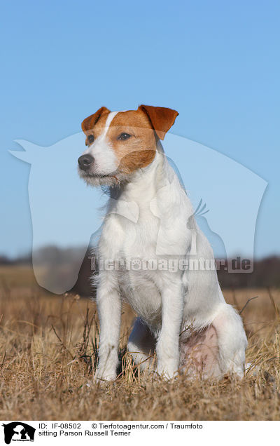 sitting Parson Russell Terrier / IF-08502
