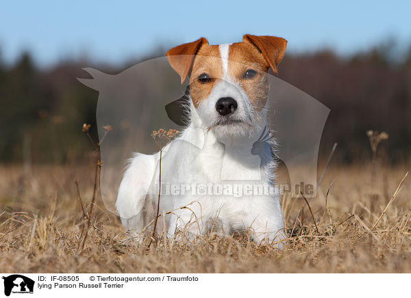 lying Parson Russell Terrier / IF-08505
