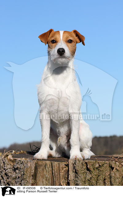 sitting Parson Russell Terrier / IF-08506