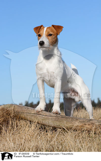Parson Russell Terrier / IF-08509