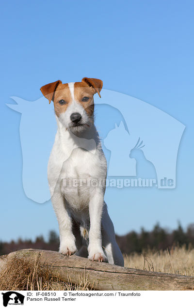 Parson Russell Terrier / IF-08510
